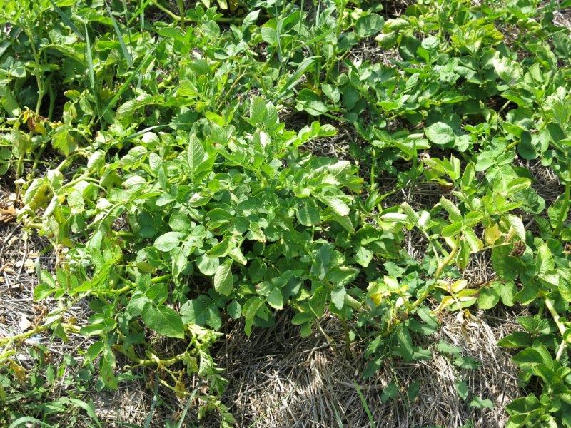 Solanum tuberosum 3
